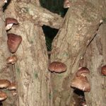 Culture de Champignons Shiitake