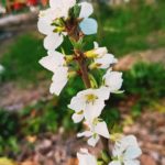 Pommier du Kazakhstan