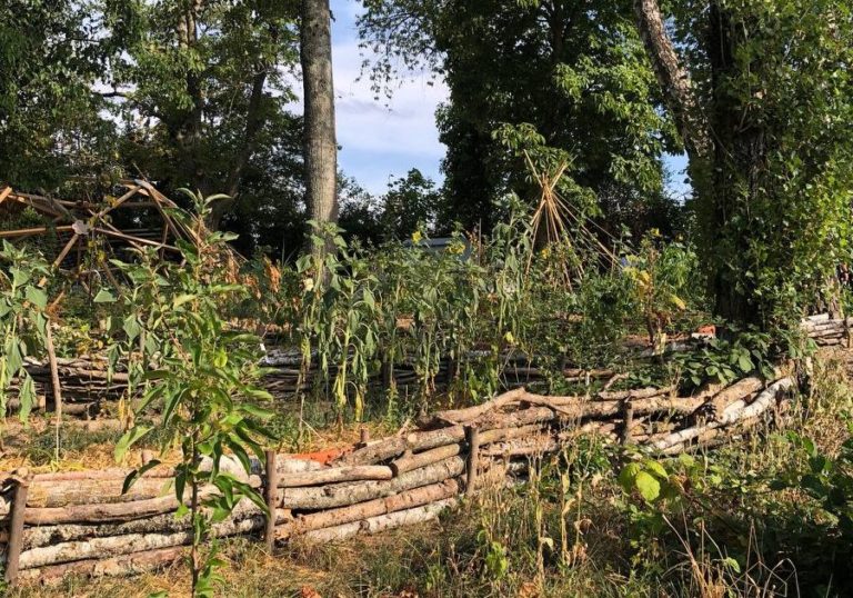 Jardin-Forêt PawPaw Permaculture Genève