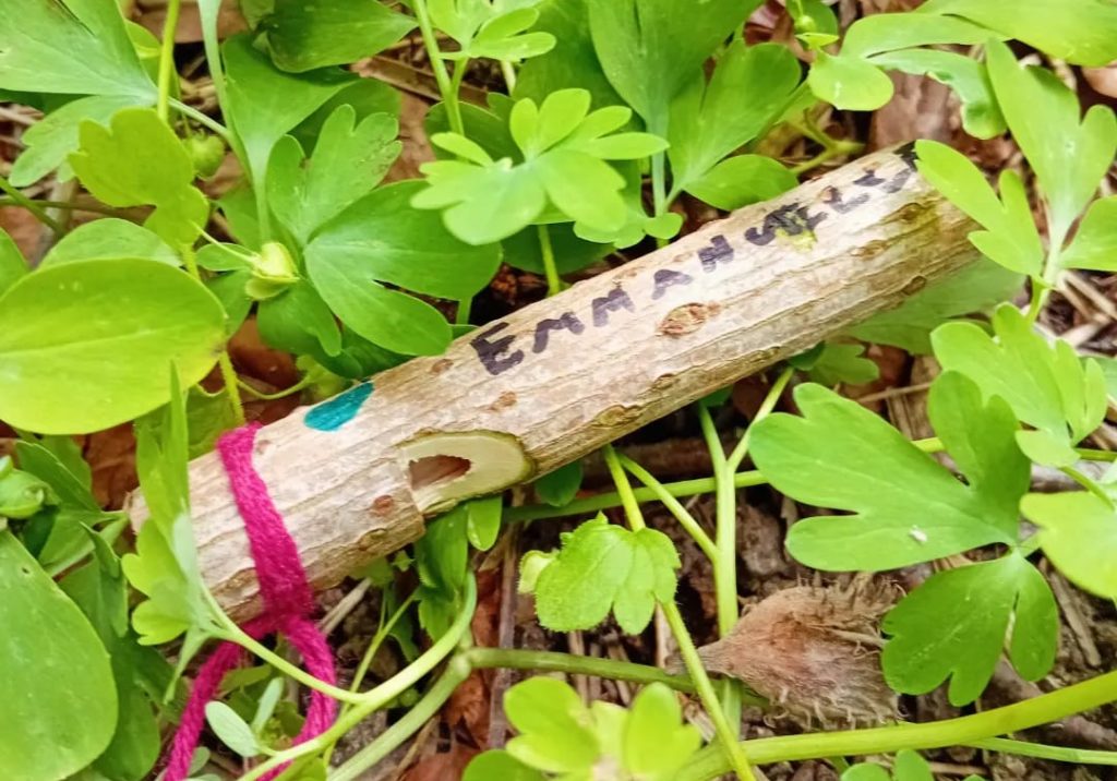 Atelier du Vivant Sifflet en Sureau au Parc PawPaw