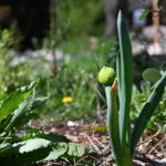 Ciboule de Chine au Jardin-Forêt du Parc PawPaw
