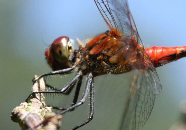 libellule au Parc PawPaw Permaculture