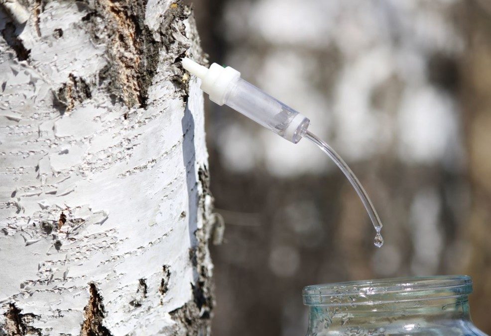 Récolte de l'eau d'un bouleau