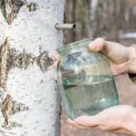 Découvrir l'eau de bouleau au Parc PawPaw