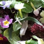 sauvages comestibles